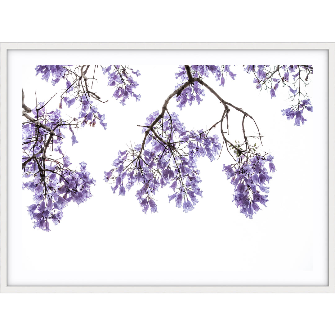 Jacaranda