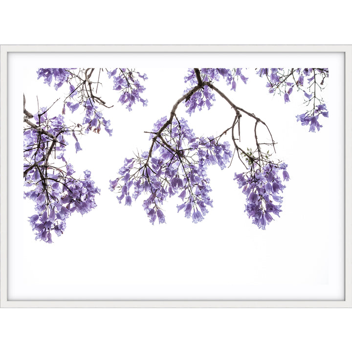 Jacaranda