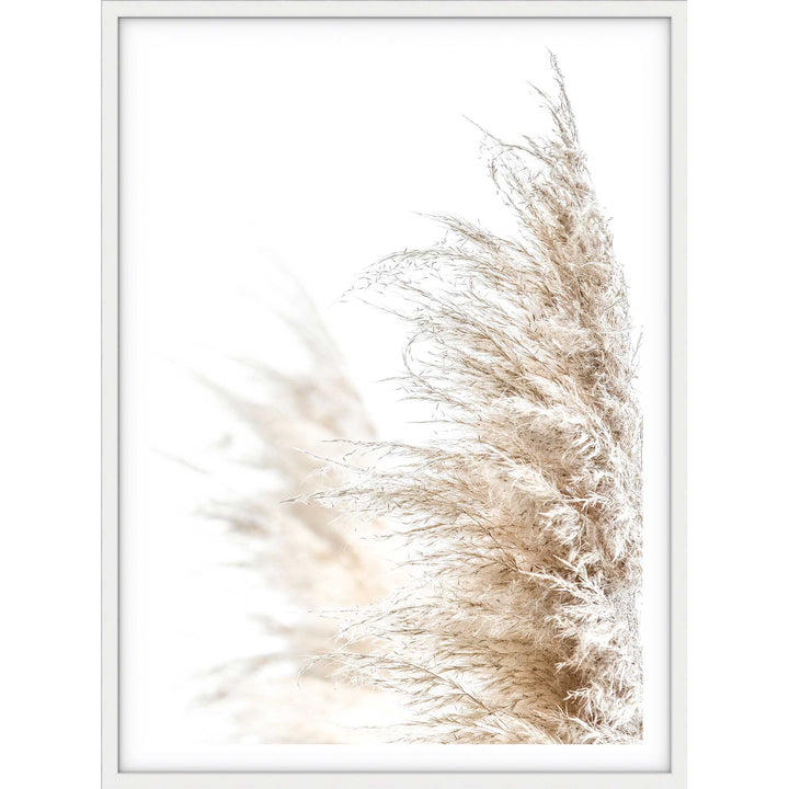 Pampas Grass no.1