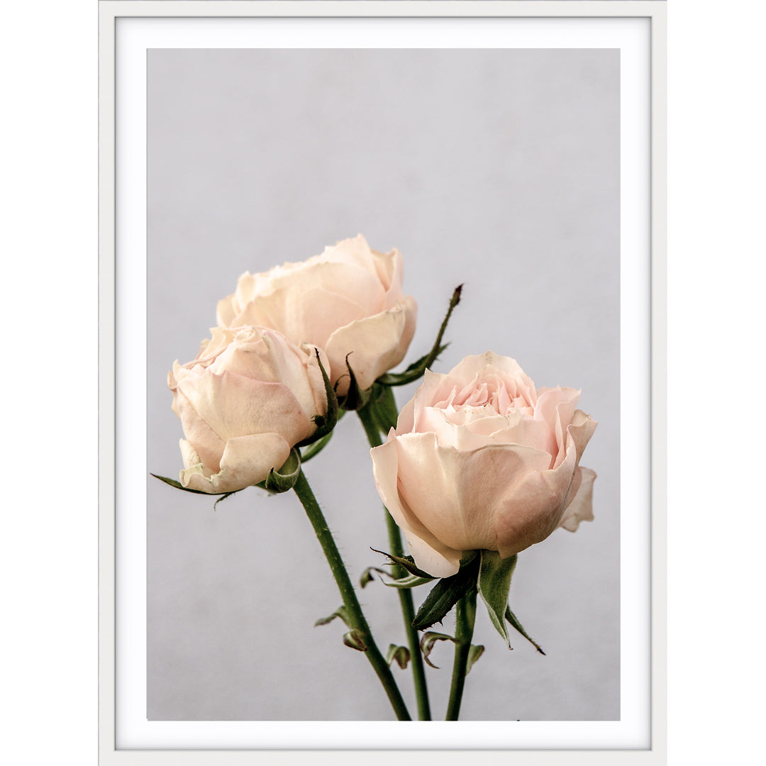 Vintage Rose II