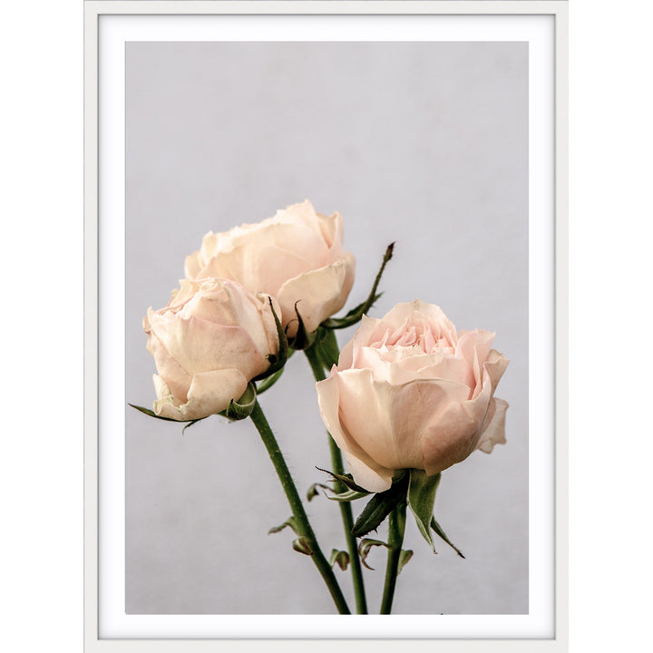 Vintage Rose II
