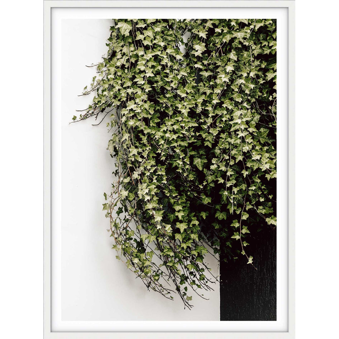 Ivy