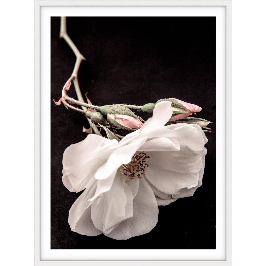 White Rose I