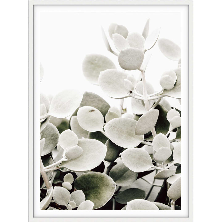 Sage Succulents