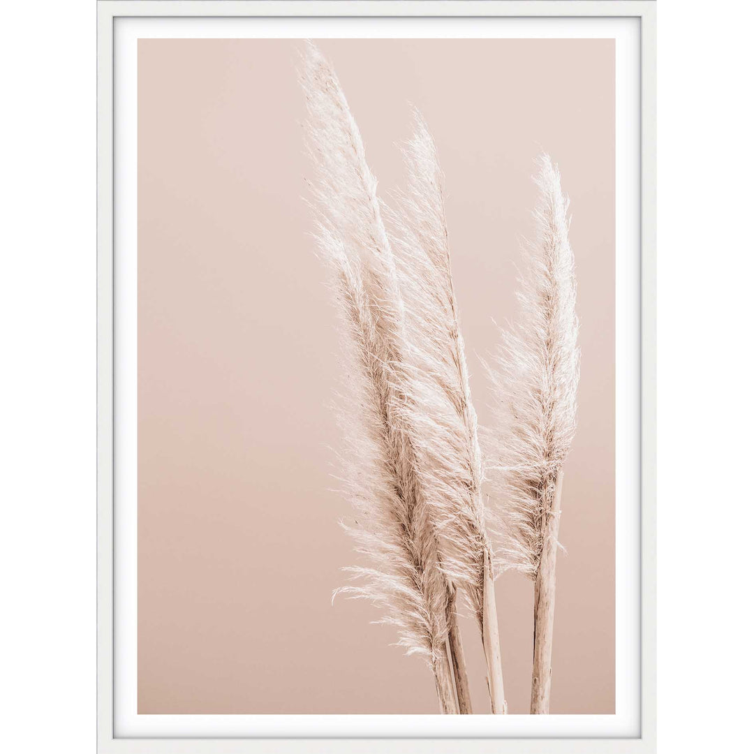 Pampas on Peach