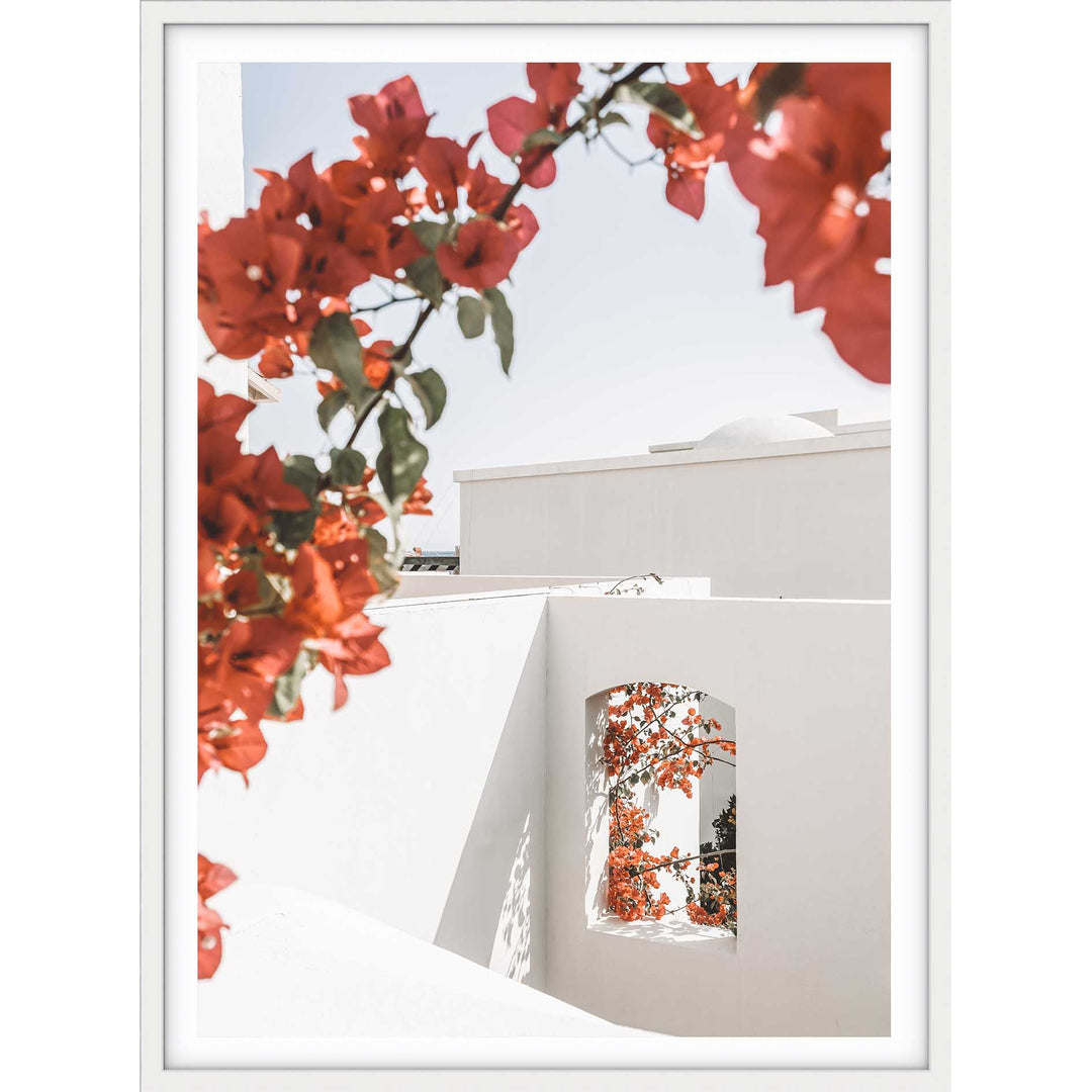 Bouganvillea no.1