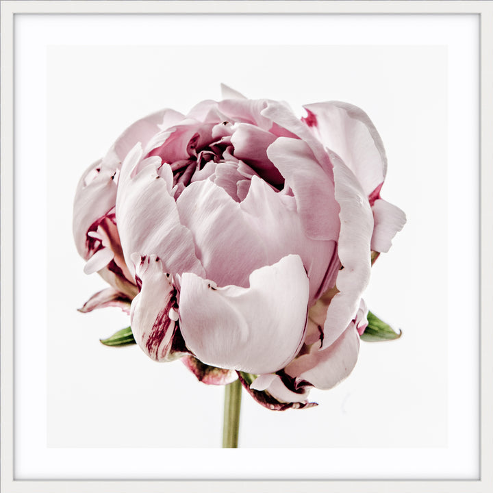 Peony I - SQUARE