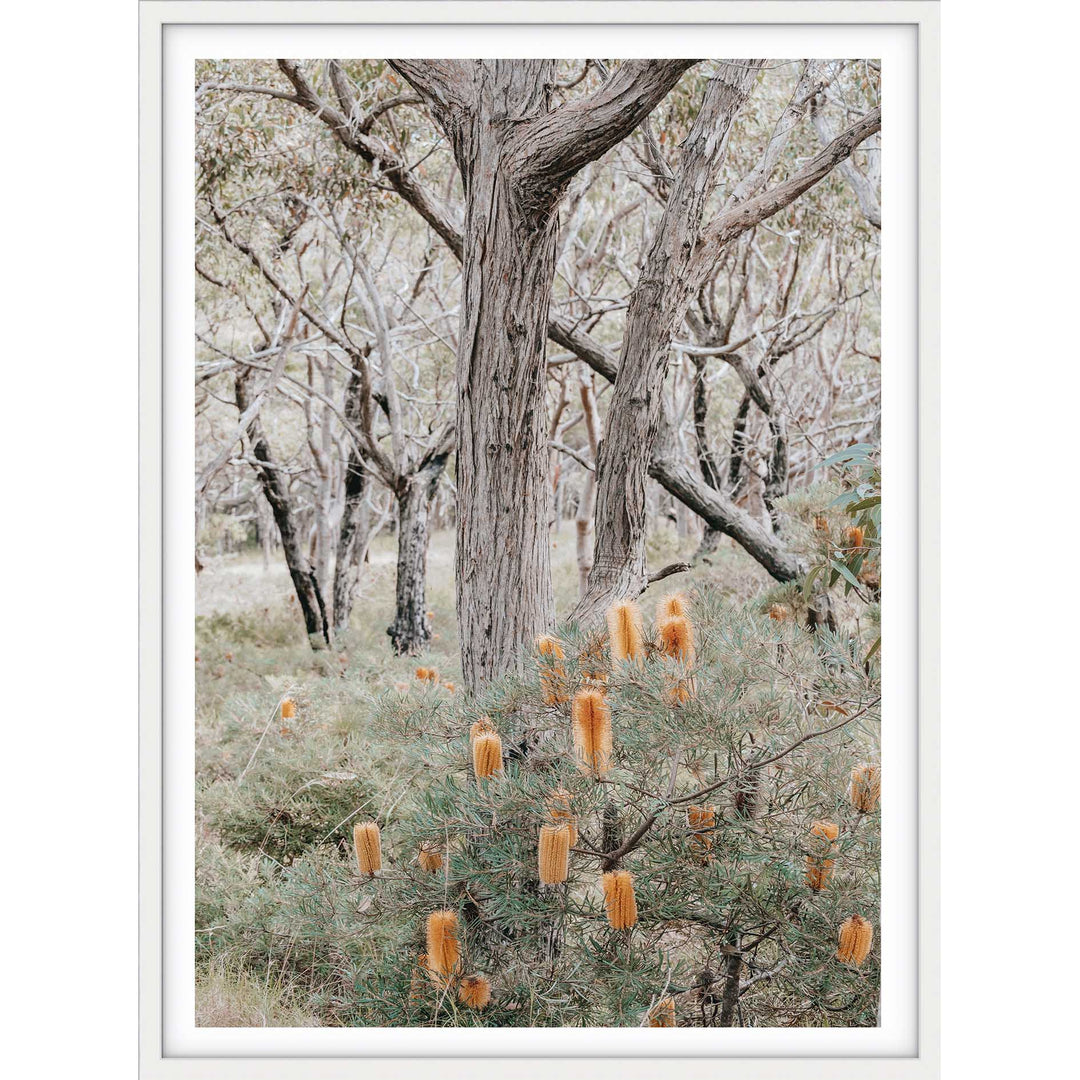 Banksia III - Frazer Beach
