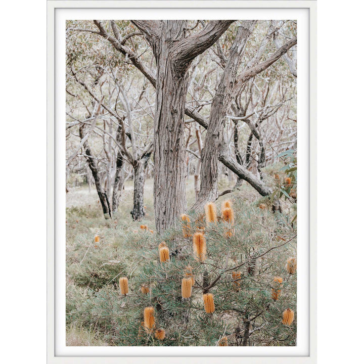 Banksia III - Frazer Beach