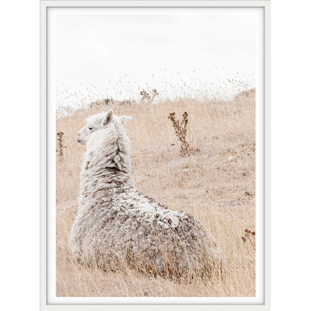 Outback Alpaca - Country Victoria