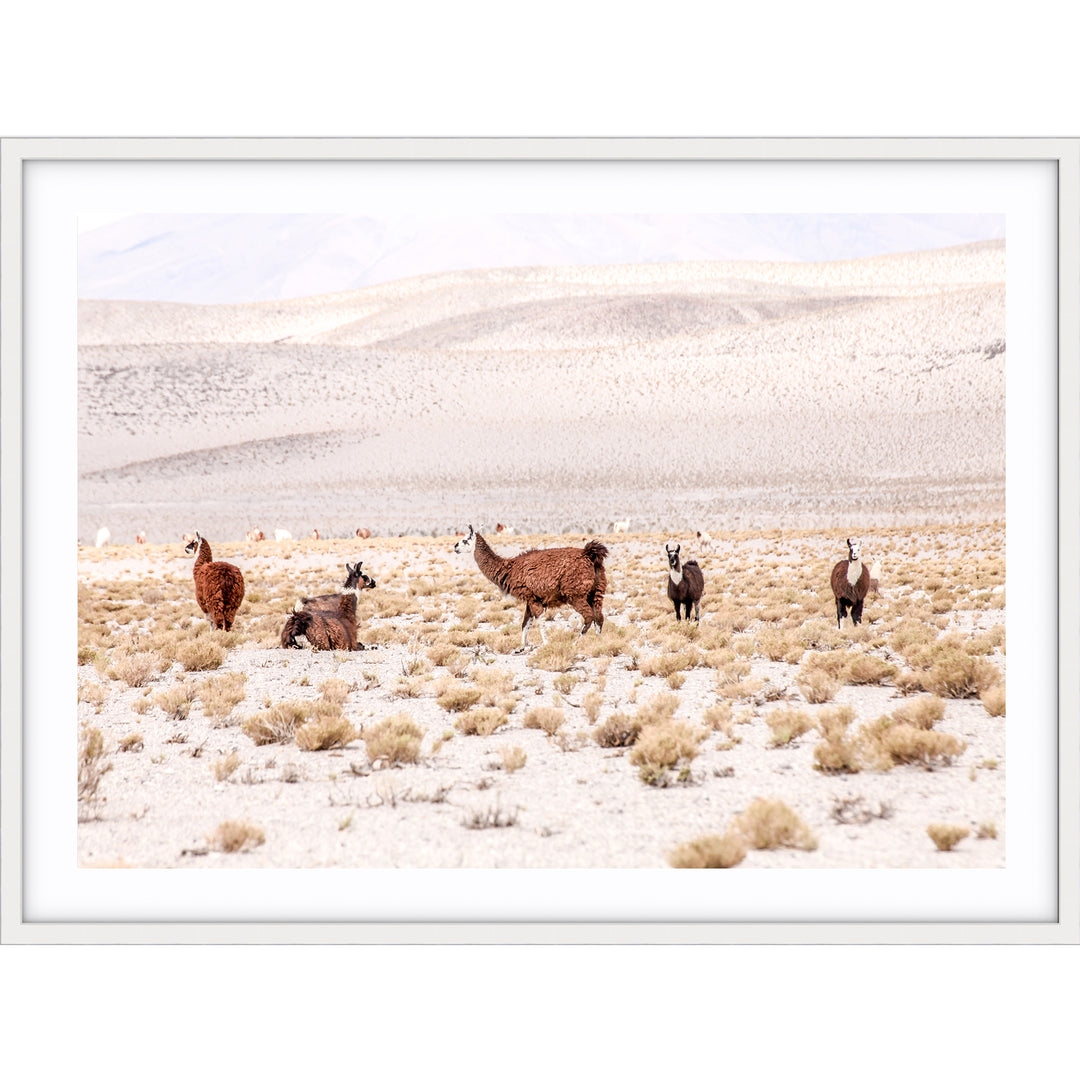 Llamas - Bolivia