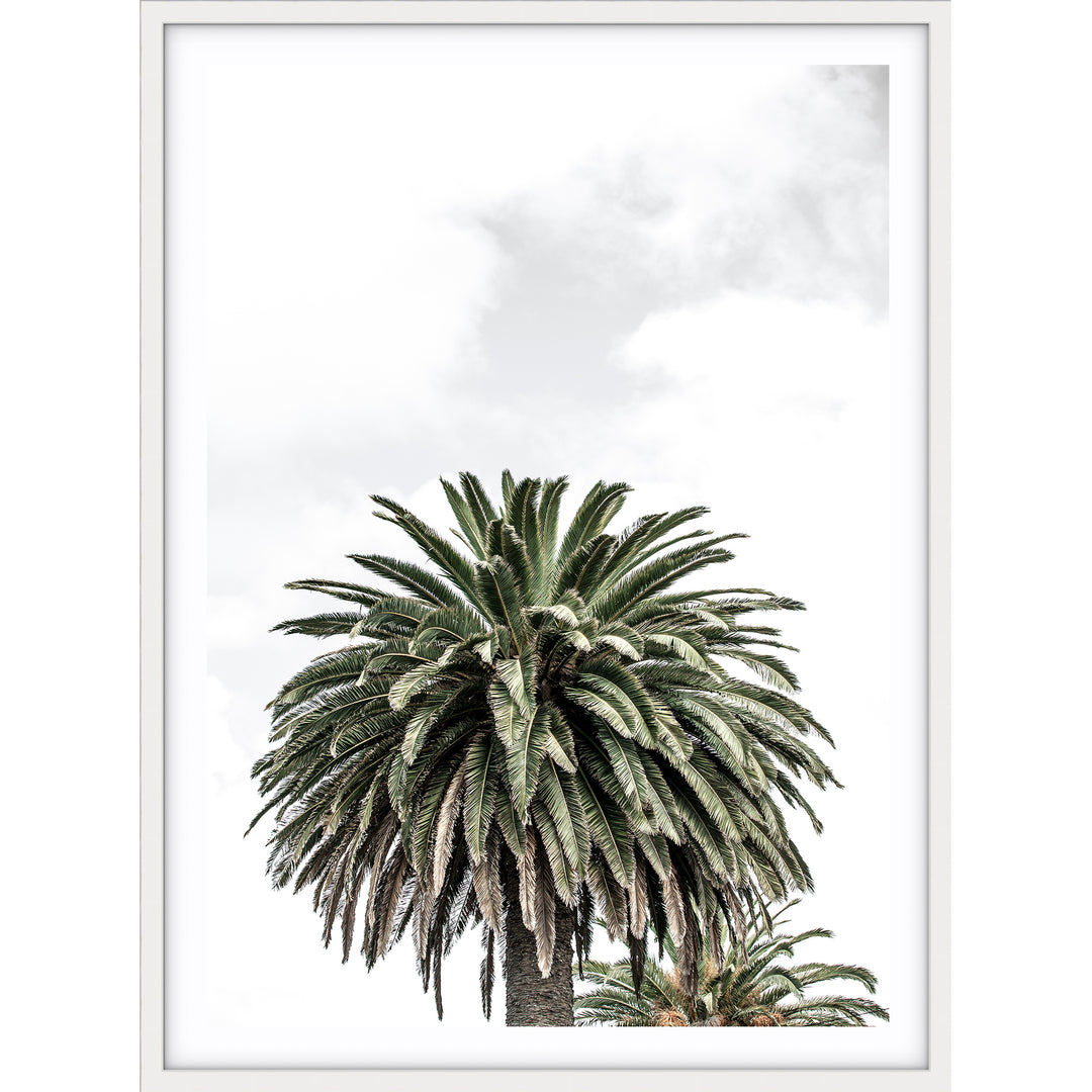 Palm III
