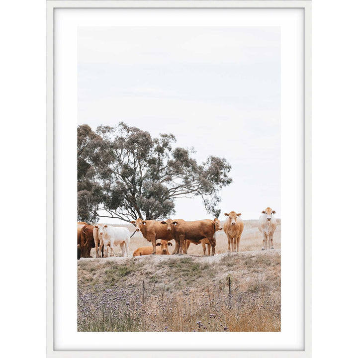 Country Cattle I