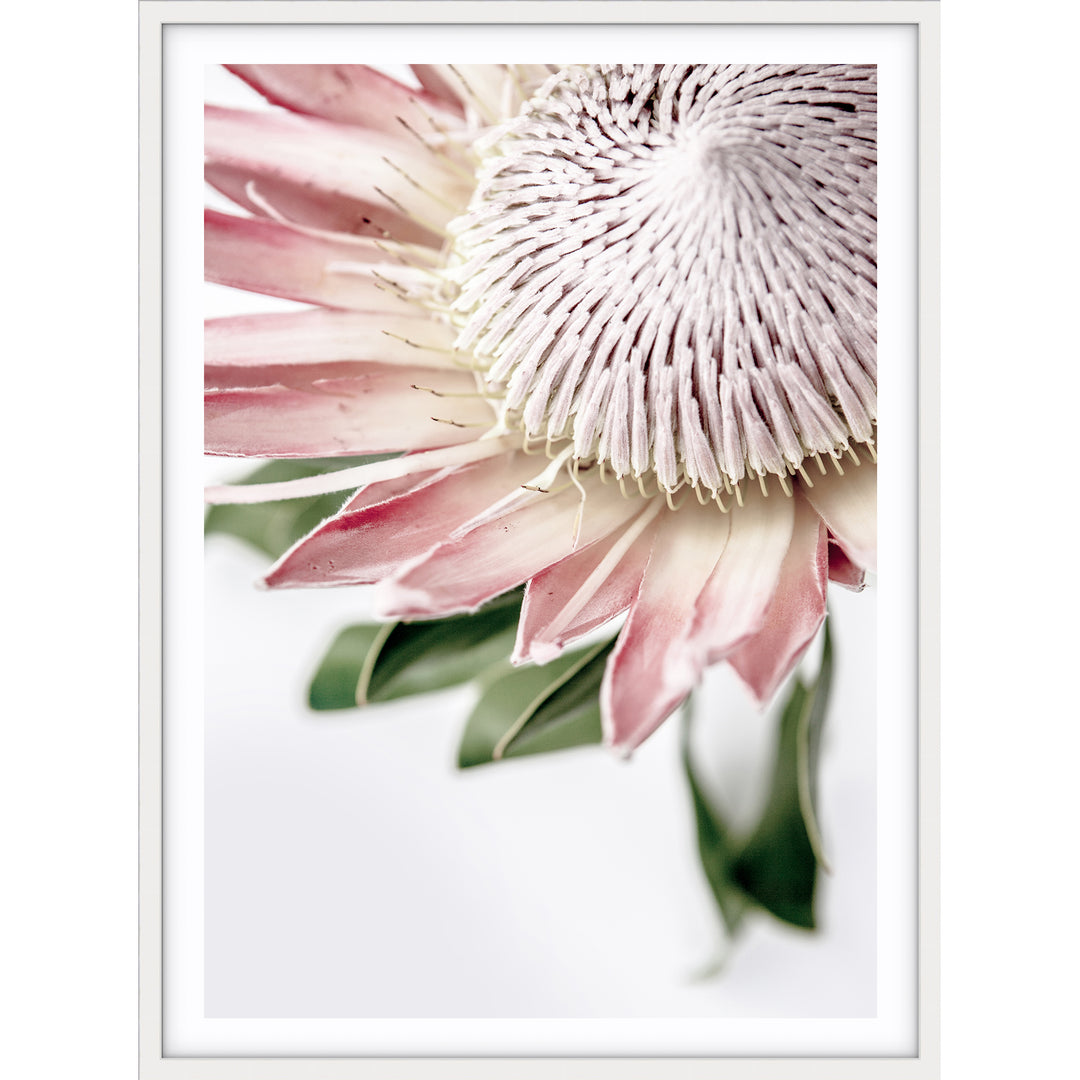 King Protea II