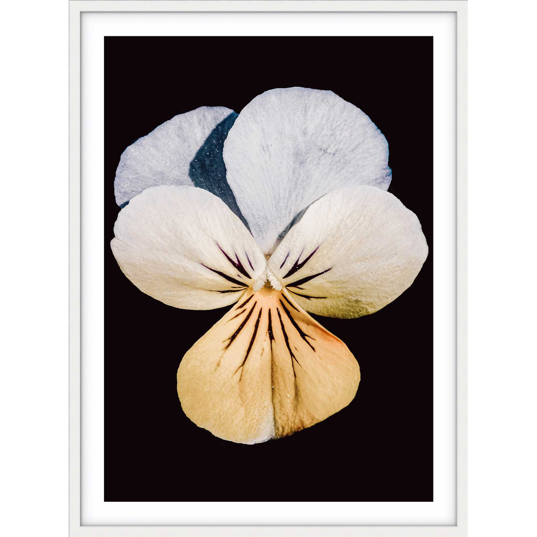 Pansy no.1