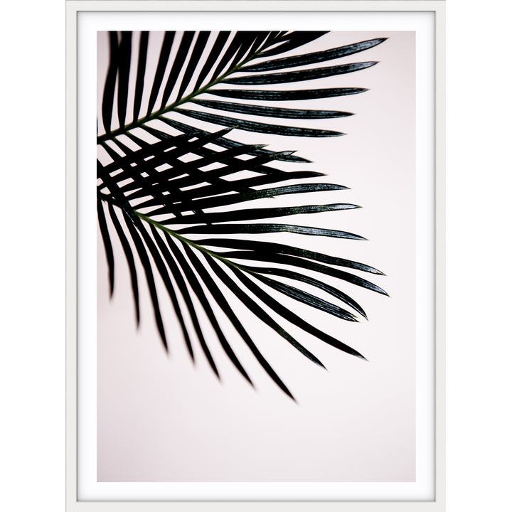 Sago Palm I