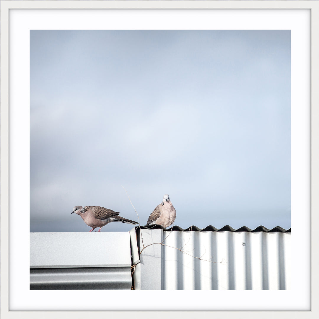 On A Tin Roof - SQUARE