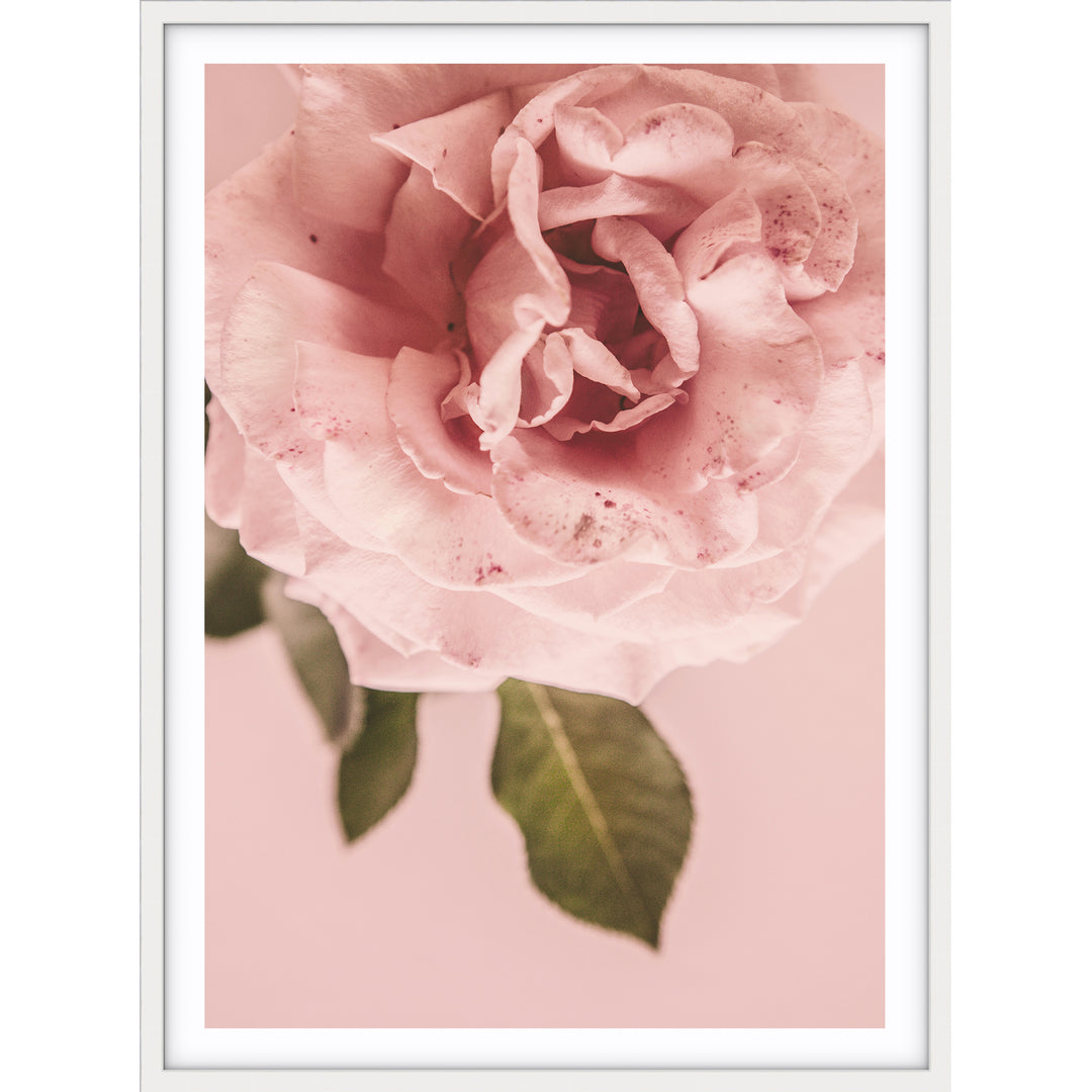 Pink Rose