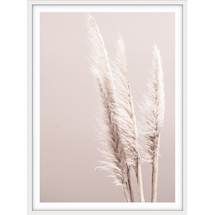 Pampas On Pink