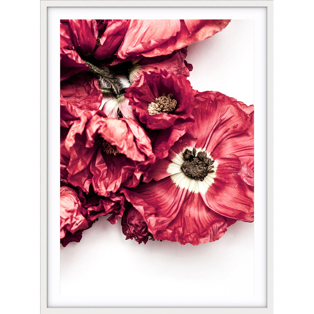 Poppy II