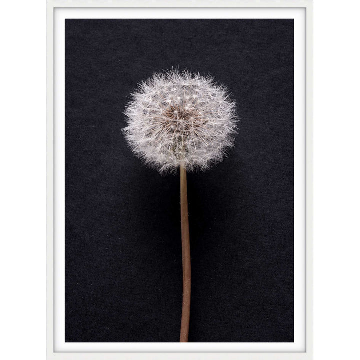 Dandelion no.3