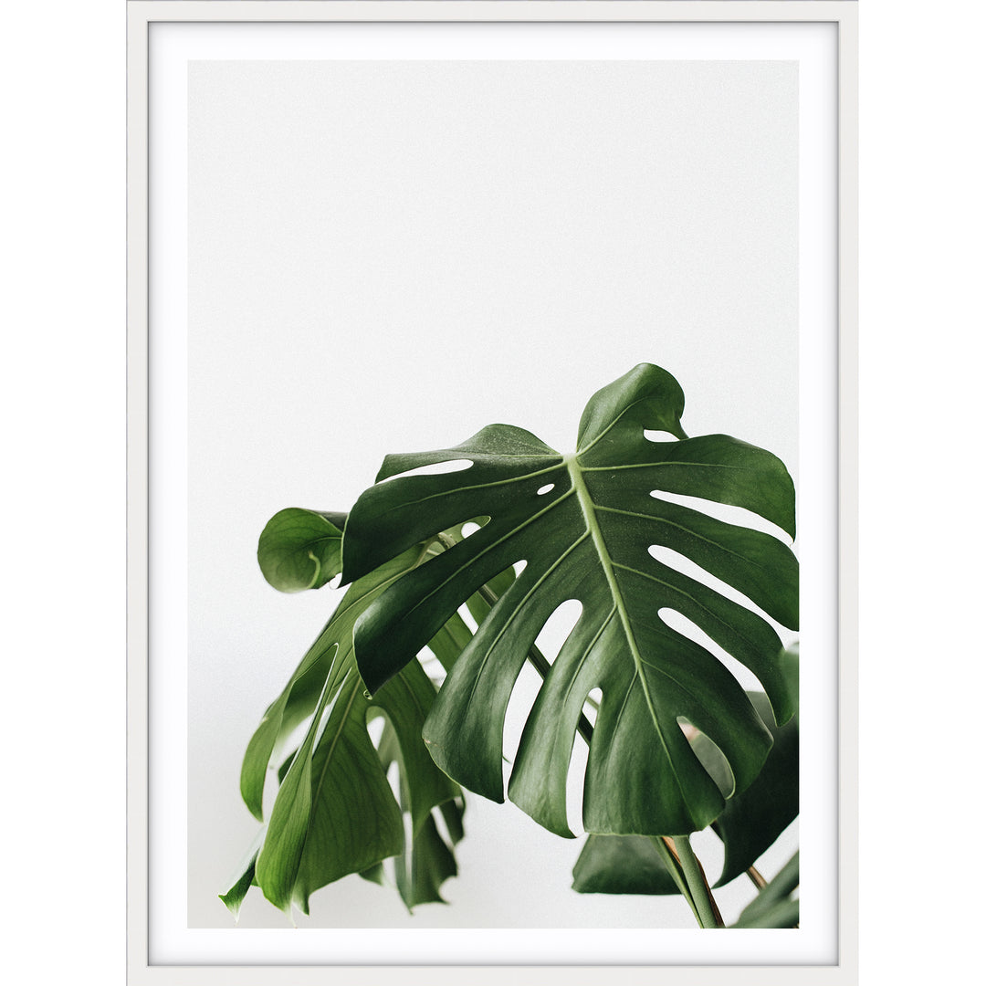 Monstera Leaf