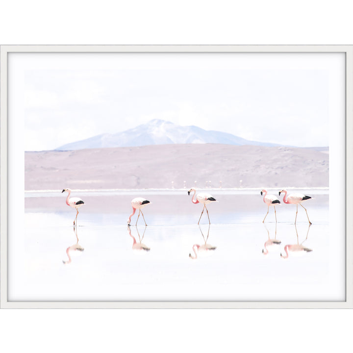 Flamingos LS - Bolivia