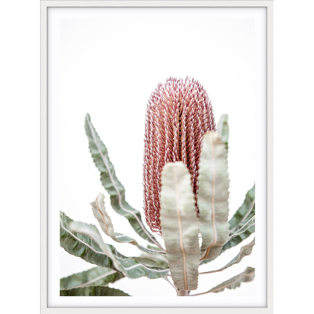 Banksia III