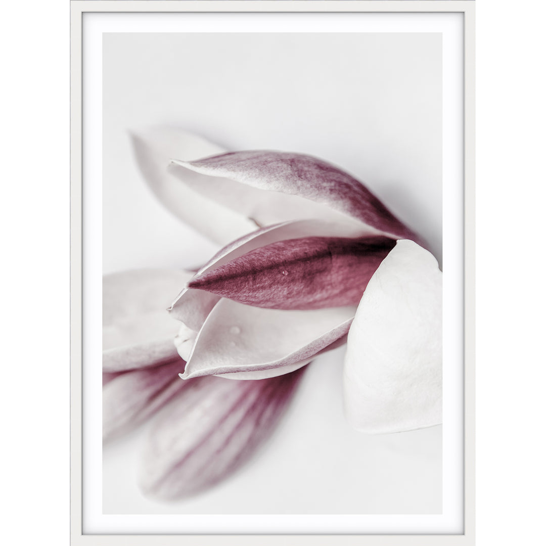 Magnolia I