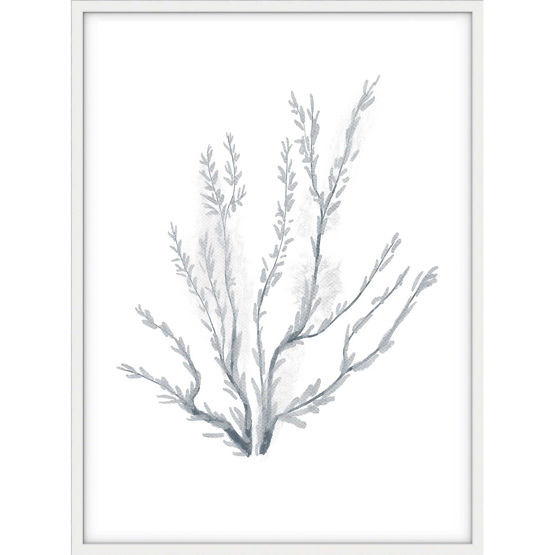 Coral no.3