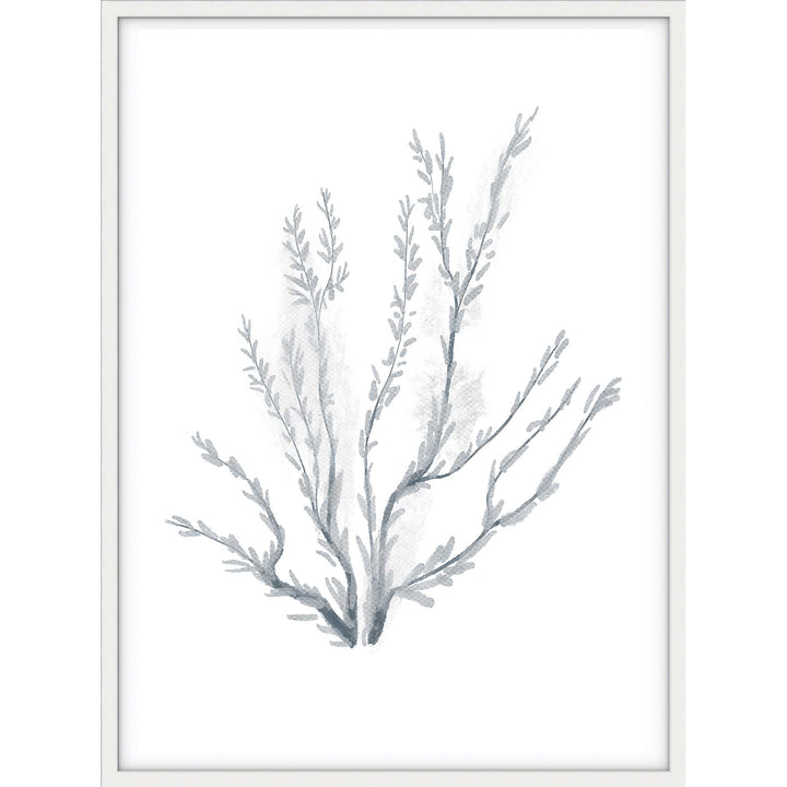 Coral no.3