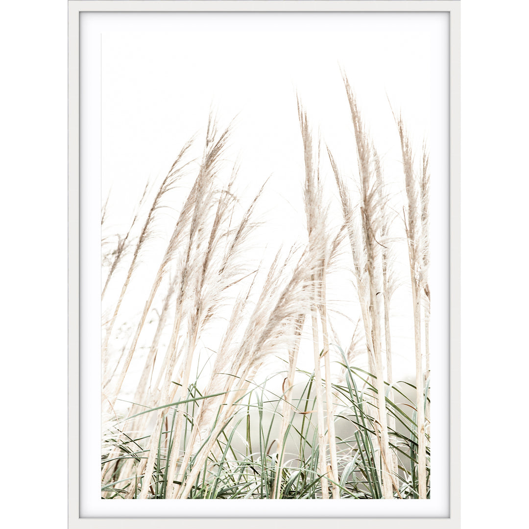 Pampas Grass no.2