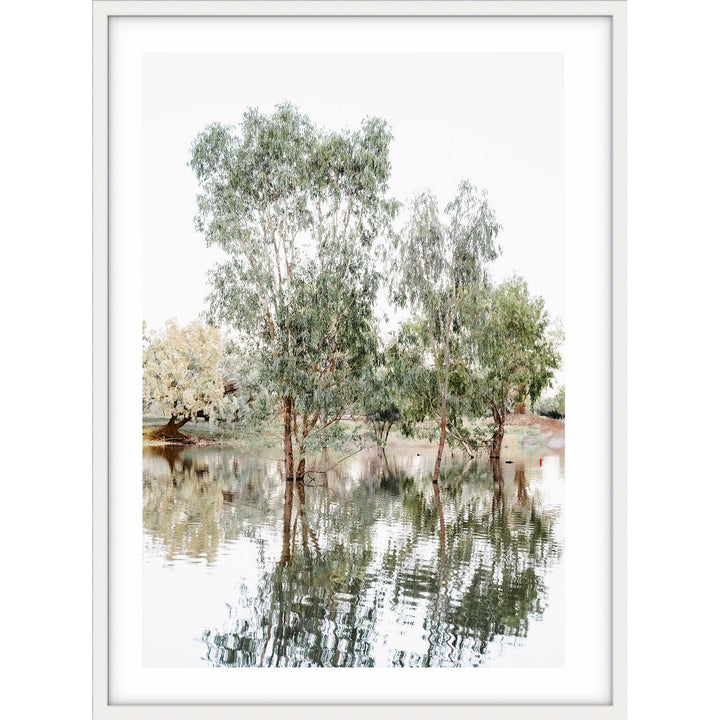 The Darling River Gum Trees I