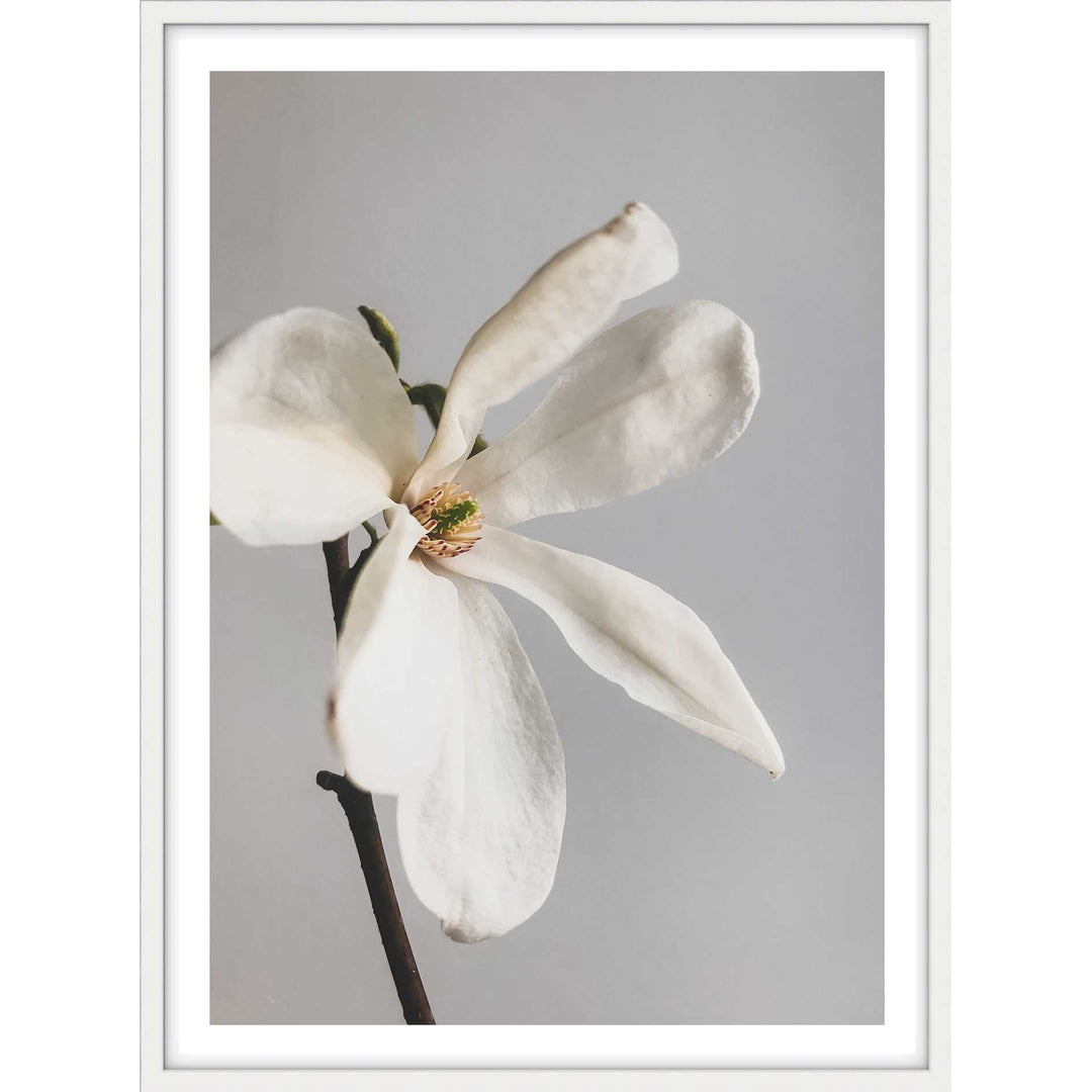Single Magnolia