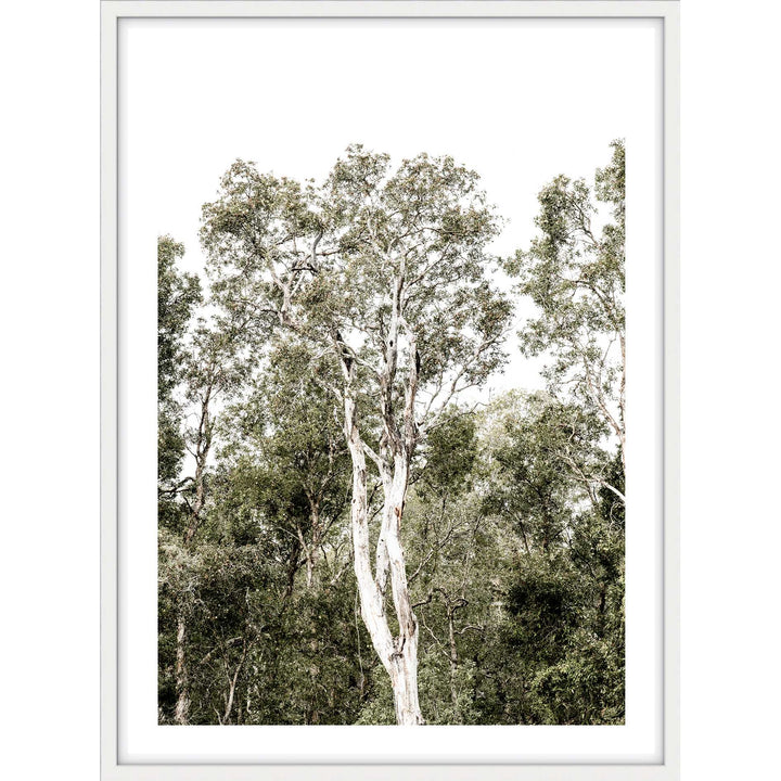 Tall Gums I