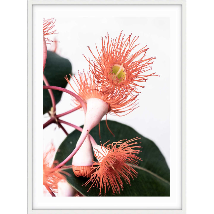 Eucalyptus Burst I