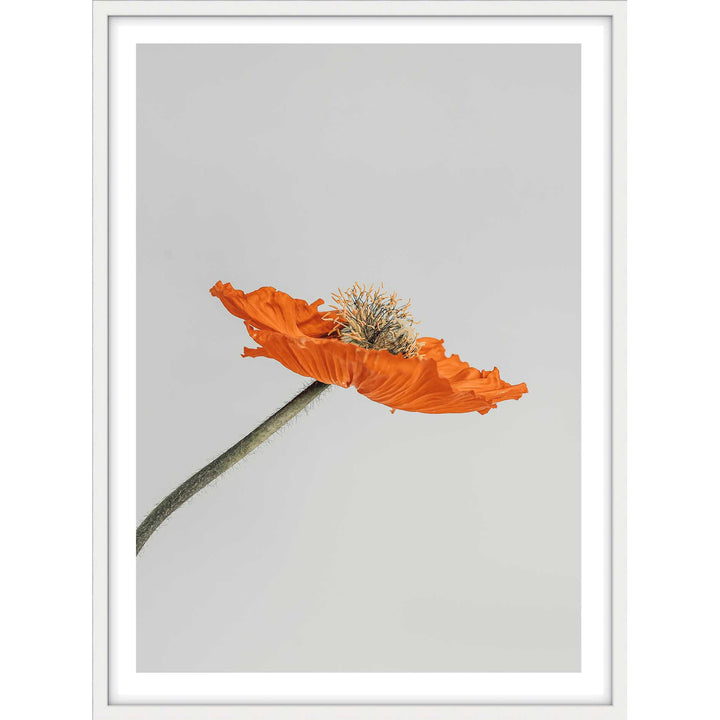 Tall Poppy I