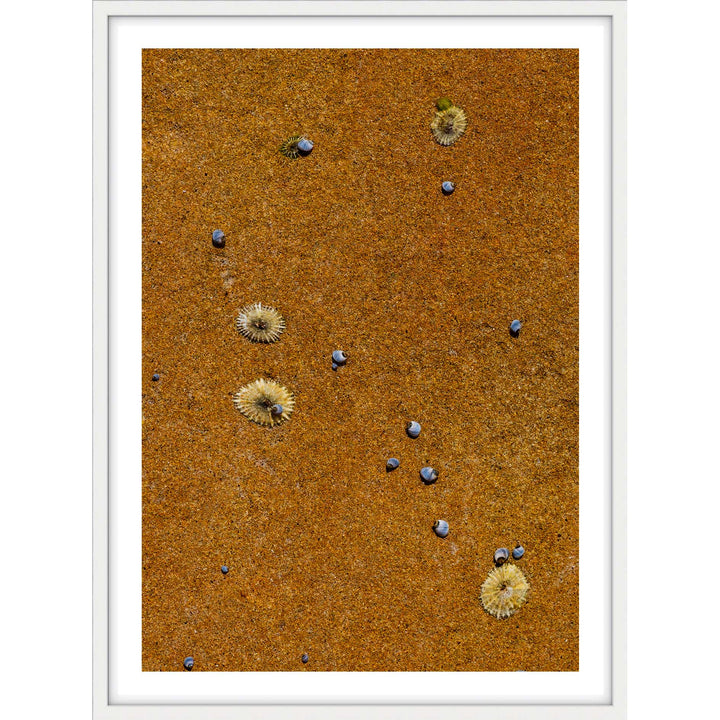 Drifted Treasures