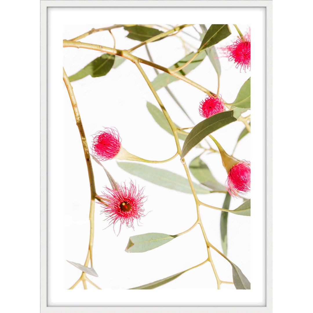 Blush Gum