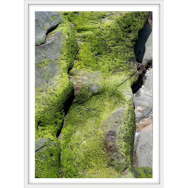Salt & Moss III