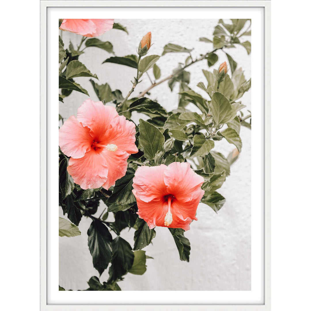 Hibiscus