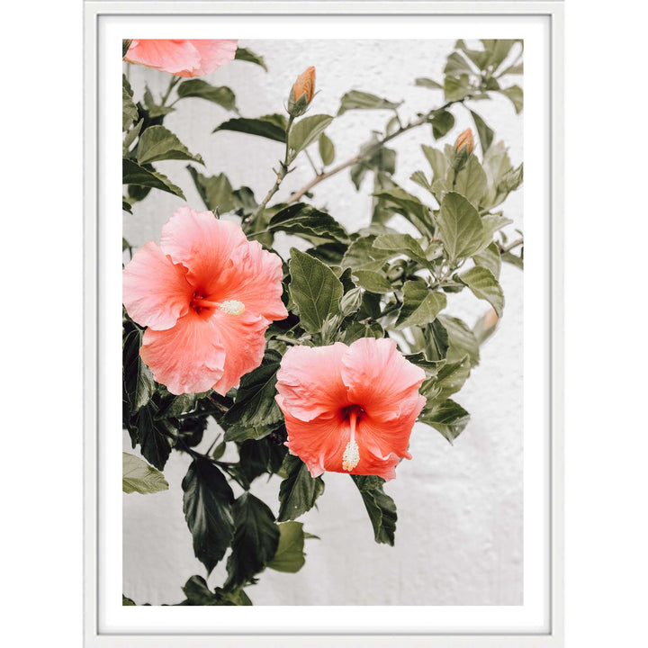 Hibiscus
