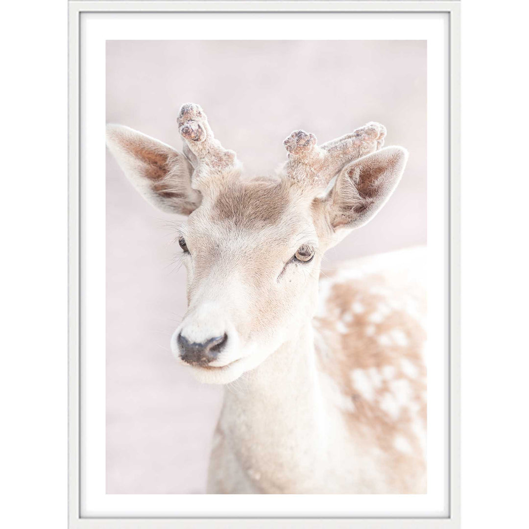 My Deer