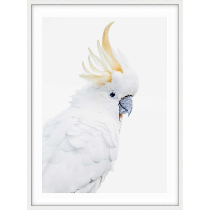 White Cockatoo