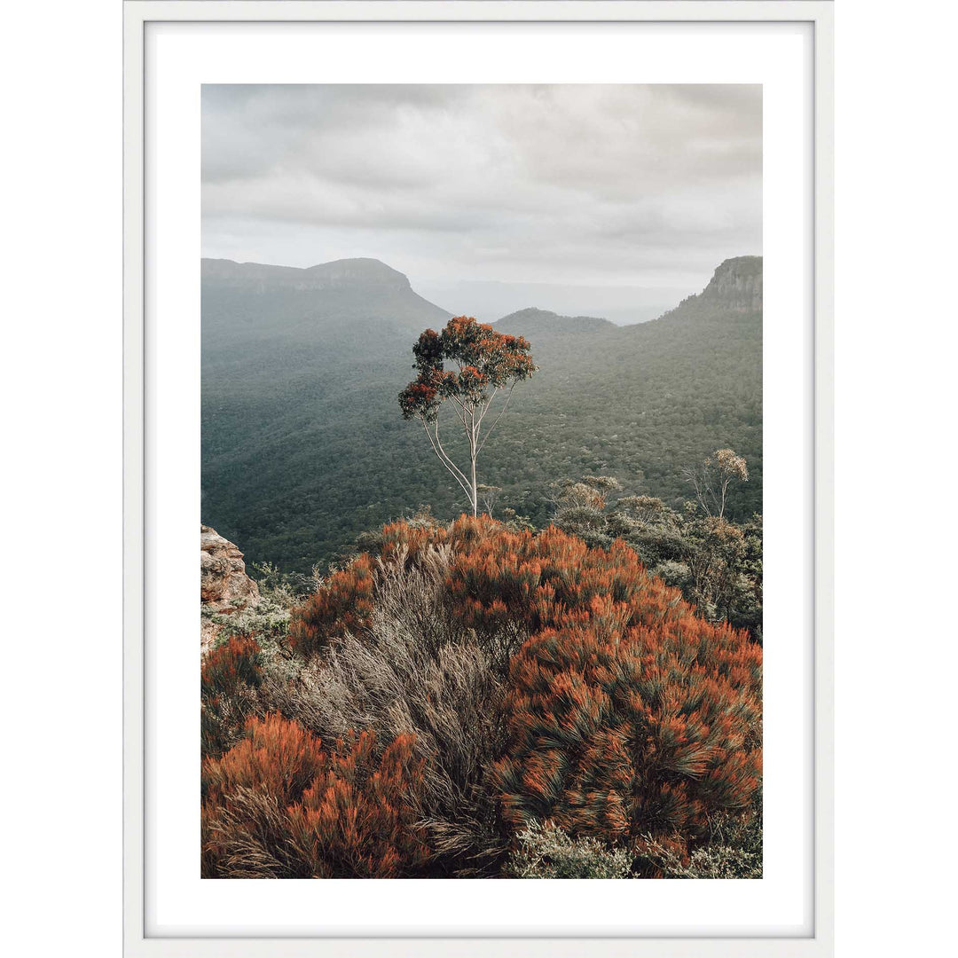 The Blue Mountains View