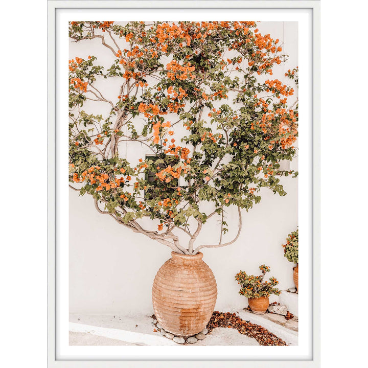 Potted Bougainvilea