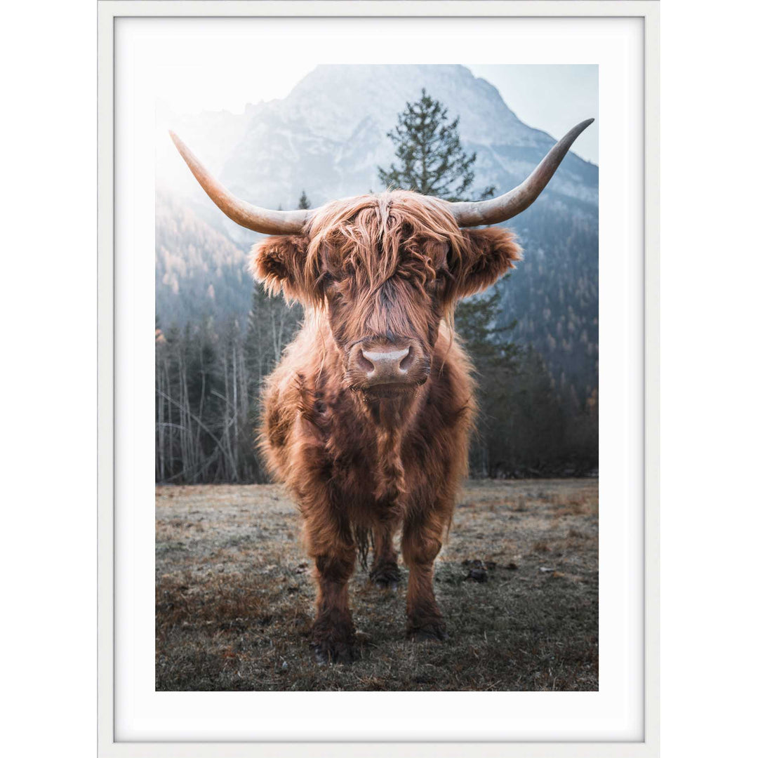 Wild Highland II