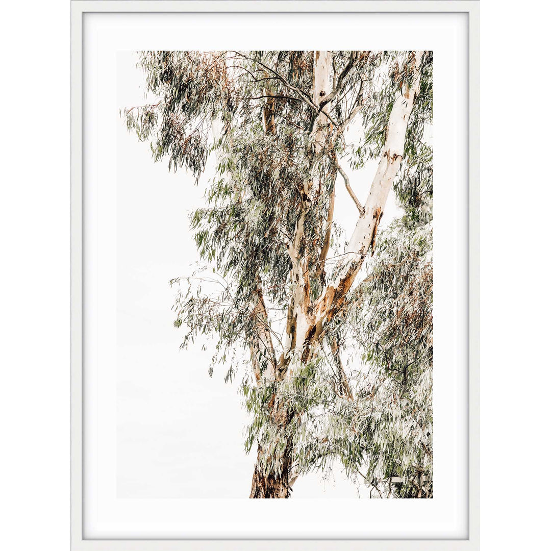 Valley Gumtrees I