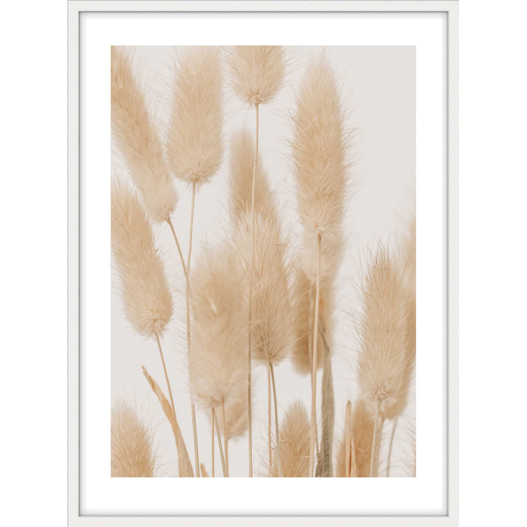 Bunny Tail Grass II