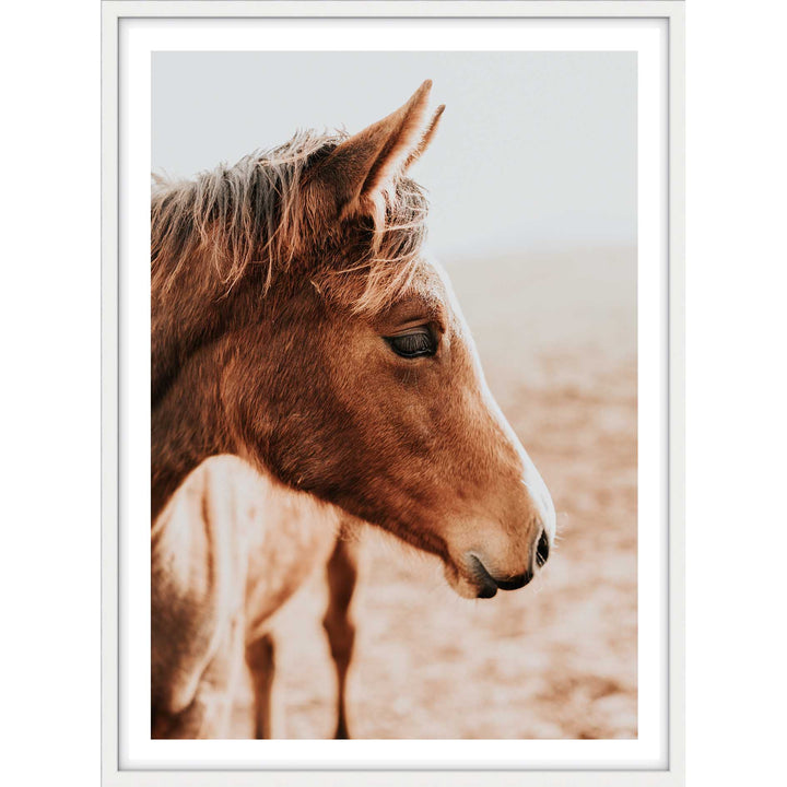 Brown Mare